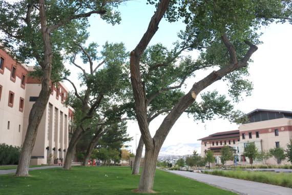 The trees located in front of the library. 