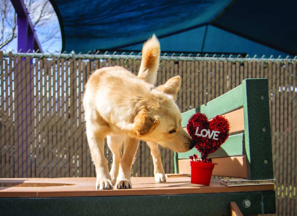 El Paso Animal Services provides animals in their care with a safe temporary environment, with a goal of getting all the animals adopted.